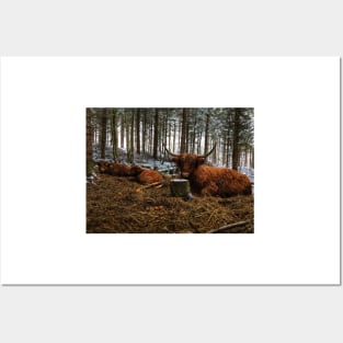 Scottish Highland Cattle Cow and Calves 1596 Posters and Art